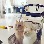 Hotel Il Gatto