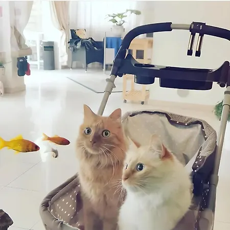 فندق Il Gatto